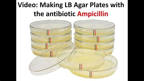 Lb Agar Recipe Ampicillin | Bryont Blog