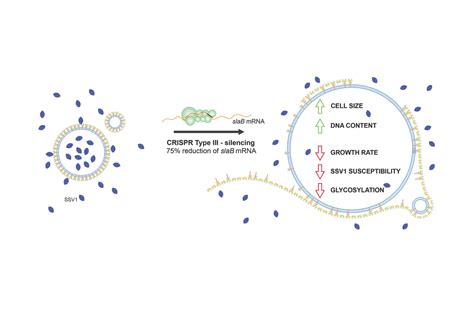 A hot strip: how a hyperthermophilic archaeon lives without an intact ...