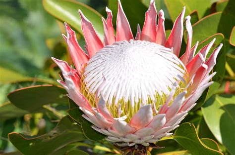 Prehistoric Protea | The National Flower of South Africa