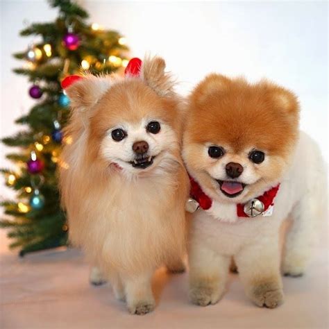 10 Best images about Cute Dog Couples on Pinterest | Cutest dogs, Shopping and Dog wallpaper