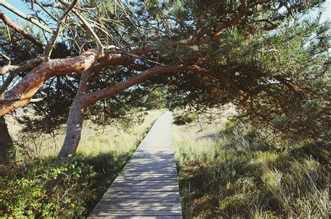 walking through the Western Pomerania Lagoon Area National Park ...