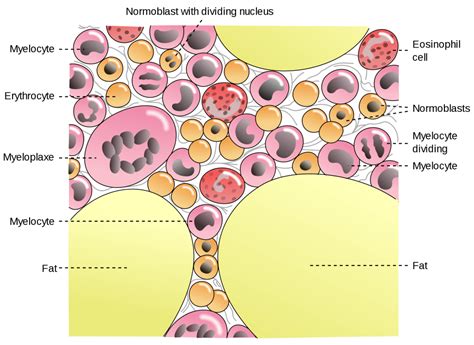 Erythropoiesis: Formation of Red Blood Cells