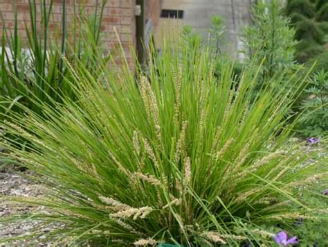 Lomandra longifolia ‘Dalliance’ – Lomandra | Gardening With Angus