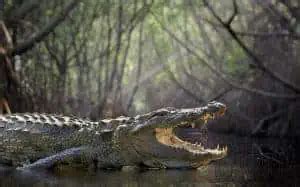 How Strong Is A Crocodile? Crocodile Bite Force - Family Life Share