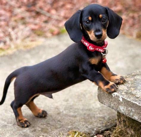 The 25+ best Sausage dog puppy ideas on Pinterest | Sausage dogs, Daschund and Wiener dogs