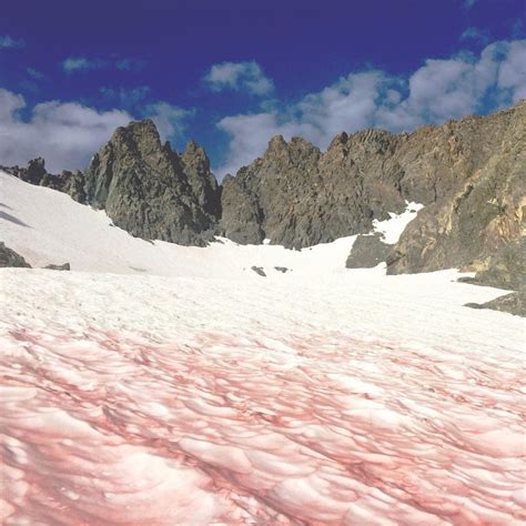 Remaining Snow in Sierra Nevada is Turning Blood Red - SnowBrains