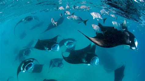 Scuba Diving in Baa Atoll, Maldives | ZuBlu