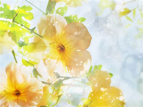 Summer Flowers Screensavers and Wallpaper - WallpaperSafari