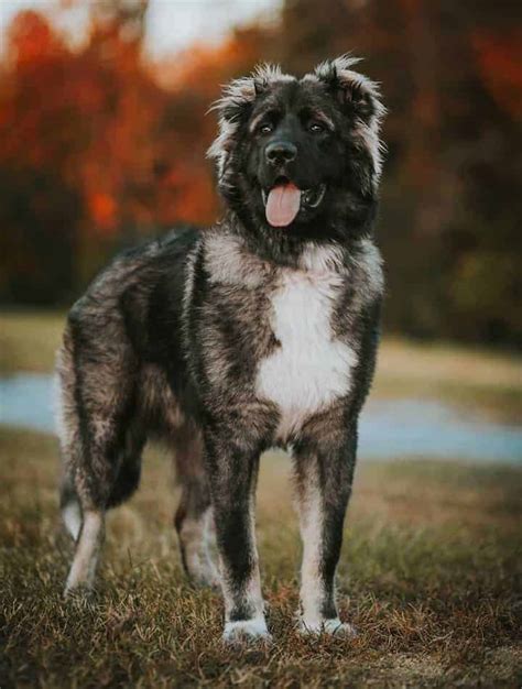 Caucasian Shepherd Dog Temperament (Bold, Ferocious)... BEWARE!!