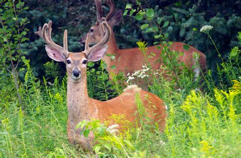 Creature Feature: White-tailed Deer