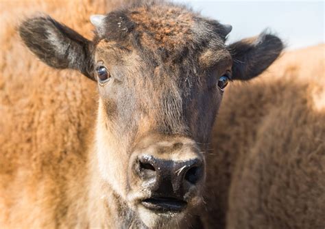 Wildlife photography, Antelope island, Wildlife