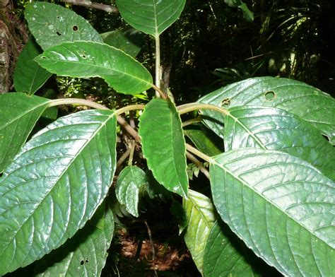 Cyrtandra sibuyanensis (Gesneriaceae) image 55207 at PhytoImages.siu.edu