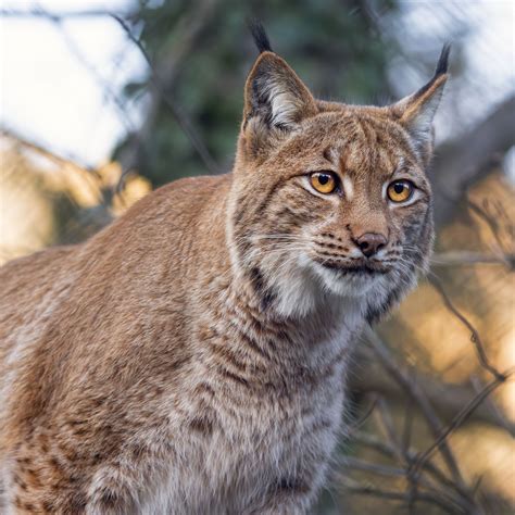 Download wallpaper 2780x2780 lynx, predator, animal, big cat, branches ipad air, ipad air 2 ...