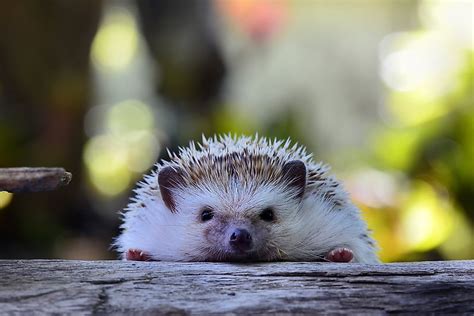 Hedgehog Breeds