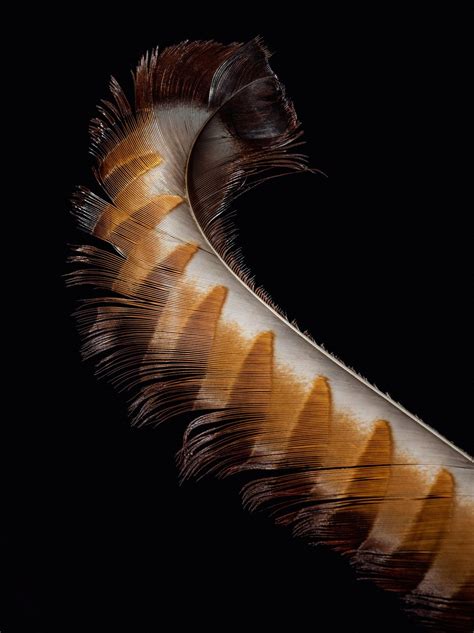 Feathers: A Stunning Photographic Love Letter to Evolution’s Masterpiece and Its Astonishing ...