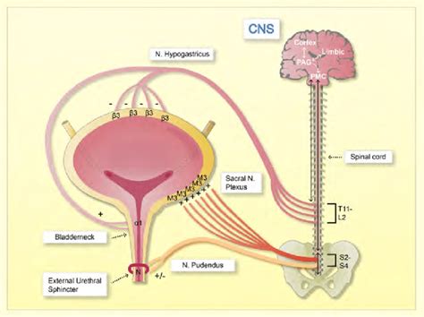 Schematic figure, neural control of the urinary bladder. The bladder,... | Download Scientific ...