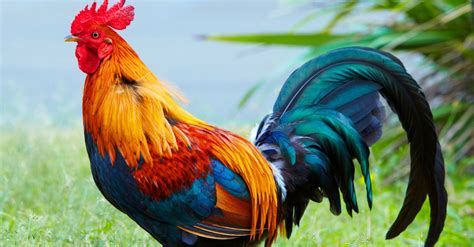 What Is Killing Kauai's Wild Chickens? | HuffPost