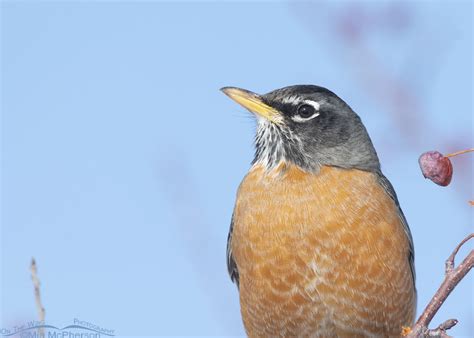 American Robin against a winter sky – Mia McPherson's On The Wing Photography