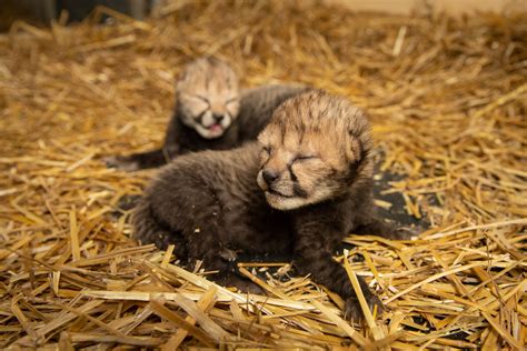 First Cheetah Cubs Born as Result of Embryo Transfer | Smithsonian's ...