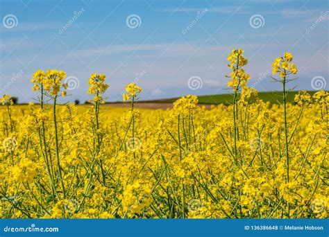 A Spring Sussex Farm Landscape with a Canola/Rapeseed Field Stock Photo - Image of flowers ...