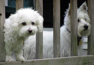 White Dogs Rule | katieb50 | Flickr