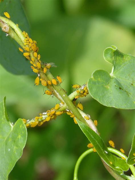 A Cheap and Effective Way to Kill Aphids | Make it a Garden