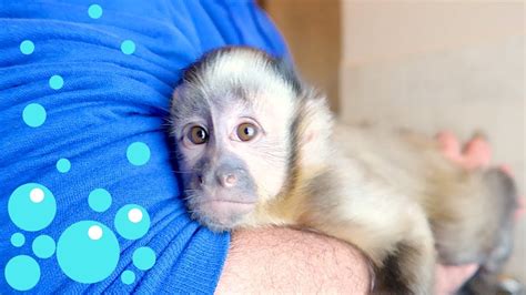 CUTE Baby Monkey Bath Time! - YouTube