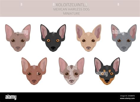 Xoloitzcuintle, Mexican hairless dog miniature clipart. Different poses ...