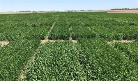 Compare Varieties at Winter Wheat Field Days this June | CropWatch | University of Nebraska–Lincoln