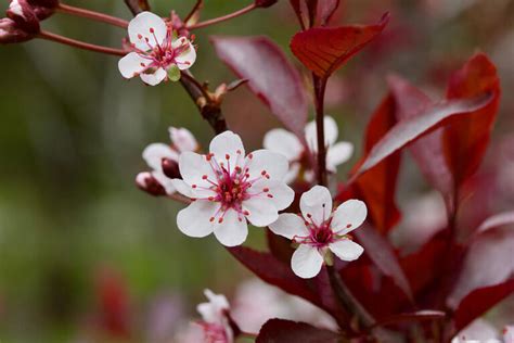 Purple Leaf Sand Cherry Care – How to Plant, Grow and Help Them Thrive