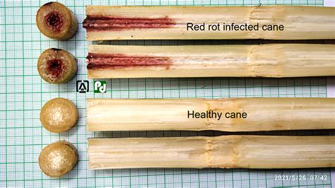 diseases of sugarcane ~ Plant diseases identification