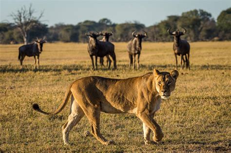 Wildlife safaris in Zimbabwe | Expert Africa