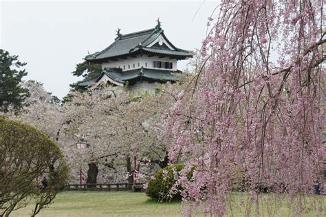 Hirosaki castle in cherry blossom festival season | yisris | Flickr