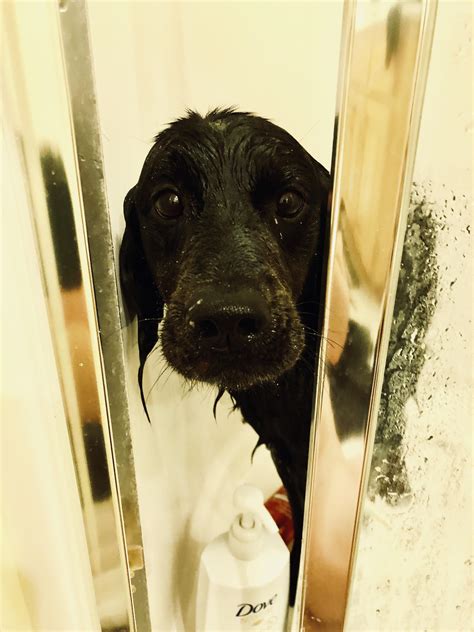 Stinky dog gets bath after zoomies. : r/dogpictures