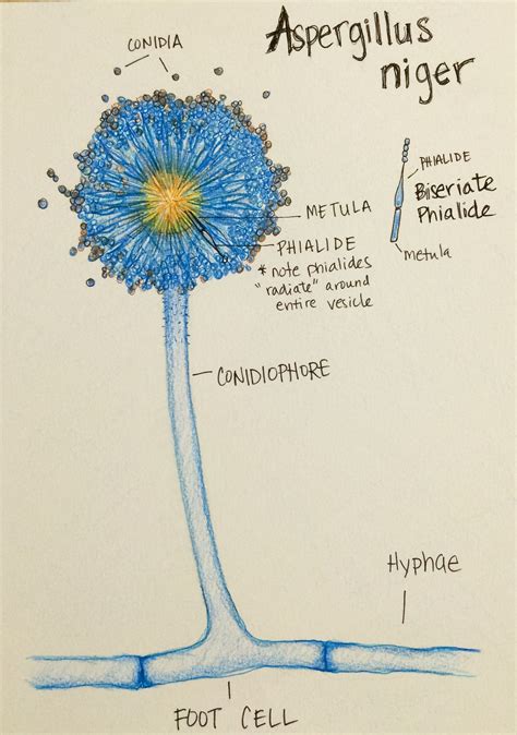 Aspergillus Niger Diagram