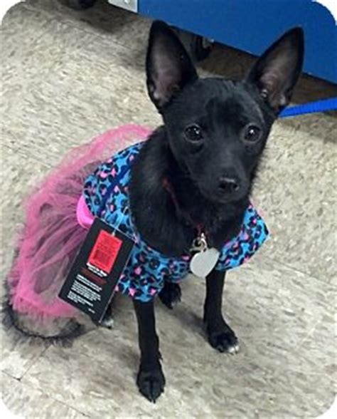 Lancaster, OH - Schipperke/Chihuahua Mix. Meet Millie a Puppy for Adoption.