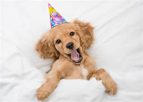 50 Dog Birthday Puns To Make You Smile - Great Pet Living