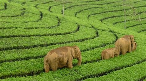 5 Days 4 Nights Munnar Thekkady Munnar Wildlife Tour Packages