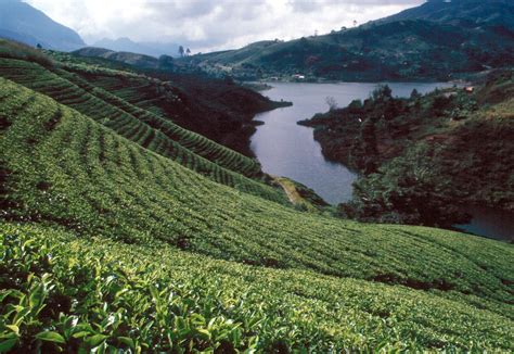 File:Sri Lanka Teeplantage.jpg - Wikimedia Commons