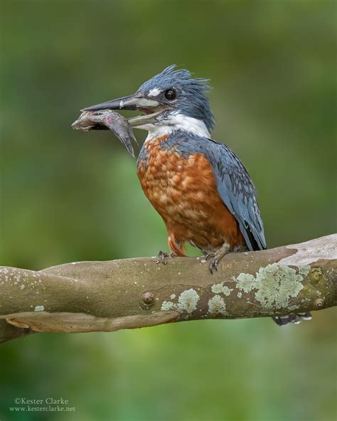 The Busy Belted Kingfisher | See this | Birding Backyard & Beyond