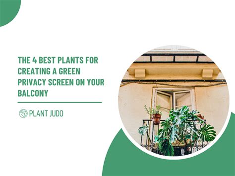 Best Plants For Privacy On Balcony | Creates Privacy