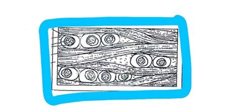 Connective Tissues Diagrams: Anatomy Flashcards | Quizlet