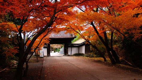 Japanese Autumn Wallpapers - Top Free Japanese Autumn Backgrounds ...