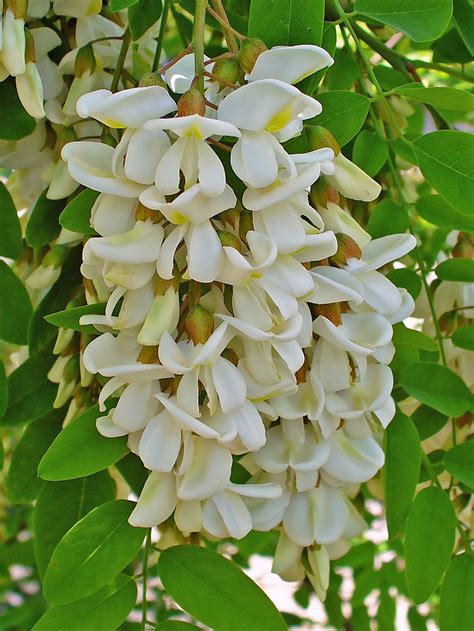 Trees for the Bees - Dyck Arboretum