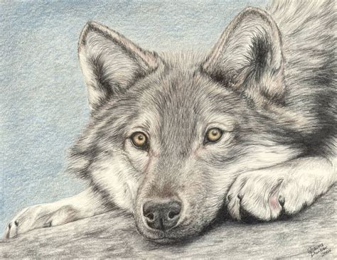 Items similar to Wolf - Colored Pencil Drawing on Etsy | Animal ...