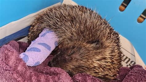 Pregnant hedgehog and babies die after being kicked and pelted with ...