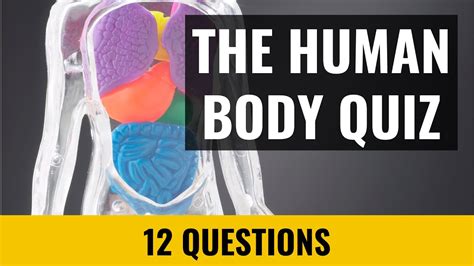 The Human Body Quiz - 12 trivia questions and answers - YouTube