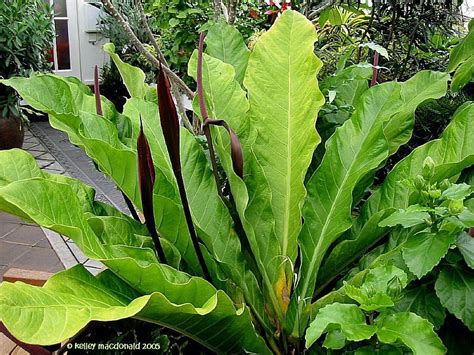 PlantFiles Pictures: Anthurium Species, Birdnest, Birds Nest Anthurium, Spike Leaf (Anthurium ...