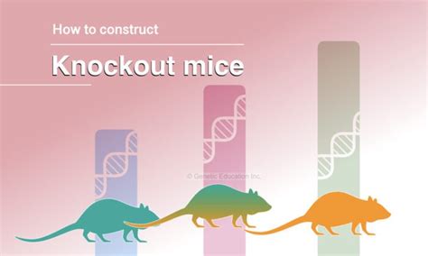 How To Construct Knockout Mice? A Stepwise Guide