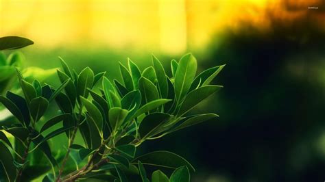 Free green leaf blurred hd wallpaper backgrounds - forwardret